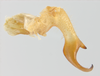 CollectionObject 1578246; b16d22ee-35eb-4b05-a3a3-6fd31896f523: male, cercus. (CollectionObject).