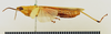CollectionObject 1518371; b424aae8-0eb4-40e6-9bfe-b2baaa663fd1: male, lateral view (holotype). (CollectionObject).