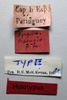 CollectionObject 1506181; 1776caec-38b5-4c50-8552-0a40398f7f04: female, labels (holotype of Pyrgomorpha capensis). (CollectionObject).