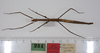 CollectionObject 1561707; a0f2e313-1b6b-42b0-8e11-519484c44c98: copyright ZMUH, Hamburg. female, dorsal view of synonym Cuniculina modesta (syntype). (CollectionObject).
