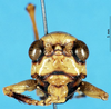 CollectionObject 1507255; 2d41d067-ee7b-46f0-a407-e651ecd74f39: male, frontal view. (CollectionObject).