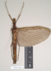 CollectionObject 1562249; NHMUK(SF IMPORT DUPLICATE) 844860, 1eb21d78-a4a1-4c01-8d52-572bc5caa496: copyright Natural History Museum, London. female (holotype). (CollectionObject).