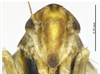 Head on Arboridia (Arboridia) baiyunensis Song & Li, 2013: (Observation).