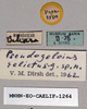 CollectionObject 1573865; 906bfcd8-3fcb-4f30-bd09-26d4b803100b: female, labels (paratype). (CollectionObject).