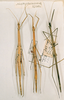 CollectionObject 1559653; 0a01146c-eea6-439a-80ed-fd71f2c389c6: copyright NHRS, Stockholm. females of synonym Hyrtacus nigrogranulosus (syntypes). (CollectionObject).