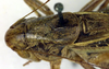 CollectionObject 1564691; 15513917-ac07-43dd-9eda-2cdb96096cc8: male, dorsal view (paratype). (CollectionObject).