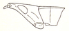 Palawanacris olivacea Ramme, 1941: Fig. 12. female head and pronotum (lateral view). (Otu).