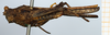 CollectionObject 1585249; e4aa2182-69e9-48cc-9056-303dcadb2b23: female, lateral view (syntype). (CollectionObject).