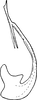 Aedeagus, lateral view on Altaiotettix forficula Vilbaste, 1965: Aedeagus, lateral view. (Observation).