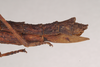 CollectionObject 1560146; b9ecc75e-5989-4ebf-8a39-ca595776ac77: copyright Natural History Museum, London. female: end of abdomen, lateral view (paratype). (CollectionObject).;CollectionObject 1560147; 54bfe3af-922c-433d-be67-3aa34f21aaab: copyright Natural History Museum, London. female: end of abdomen, lateral view (paratype). (CollectionObject).