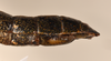CollectionObject 1557005; 75887049-26ca-4ebc-a0a3-586a039ef5c2: copyright OUM. female of synonym Paradoxomorpha bruchi: end of abdomen, lateral view (holotype). (CollectionObject).