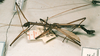 CollectionObject 1558424; fb8e9887-0967-4566-a5d9-fa55f7668595: copyright ETHZ, Zurich. male of synonym Diesbachia rarospinosa, lateral view (holotype). (CollectionObject).