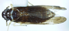 Habitus, dorsal view: !! display not done !! on Eumetopina flavipes Muir, 1913: (Observation).