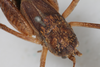 CollectionObject 1505596; 12a843f1-b3c7-4b55-80ef-1855a08ffb82: Male, dorsal view (syntype). (CollectionObject).