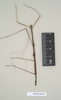 CollectionObject 1560716; NHMUK(SF IMPORT DUPLICATE) 844537, f06f00c4-7184-48a2-9b89-82e85eeb6f47: copyright Natural History Museum, London. male (paralectotype) [= Paracalynda utilaensis (Zompro, 1998)]. (CollectionObject).