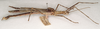 CollectionObject 1562347; MVMA T-13885, 2f442844-3469-4c6f-b73d-a7b6795c5ff7: copyright MVMA, Melbourne. male of Xeroderus kirbii, lateral view (paralectotype). (CollectionObject).