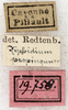 labels (paralectotype of Xiphidium propinquum). Depicts CollectionObject 1576645; 138f3397-5a24-4de2-8e1e-ee2910c8e85e, a CollectionObject.