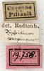 CollectionObject 1576645; 138f3397-5a24-4de2-8e1e-ee2910c8e85e: labels (paralectotype of Xiphidium propinquum). (CollectionObject).