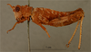 CollectionObject 1518654; f2ca3e87-1c2d-473c-b206-3b18fa7058d7, NHMUK013806077: female, lateral view holotype). (CollectionObject).