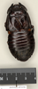 CollectionObject 1573086; 0379307b-adc5-418c-a50e-061f332fd4d8: Copyright Natural History Museum, London. Non-type (adult male) in BM(NH). Dorsal view. (CollectionObject).