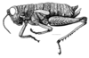 Dicaearchus cribellatus Stål, 1878: Fig. 14. female habitus. (Otu).