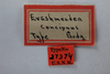 Other: !! display not done !! on Ashmeadea concinna (Goding, 1893): (Observation).