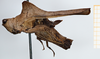 CollectionObject 1585087; 93ab73a1-cc30-4cf2-84fd-05d909185783: female, lateral view (syntype). (CollectionObject).