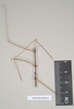 CollectionObject 1558030; b13e432c-573d-4544-bada-a88b6f3572c8: copyright Natural History Museum, London. male (syntype). (CollectionObject).;CollectionObject 1558031; e7723eee-9b4e-43ca-bac0-c5aad6b05318: copyright Natural History Museum, London. male (syntype). (CollectionObject).