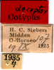 CollectionObject 1505148; MTKD 107, a715d060-f4d8-4f93-bc41-571adfe95cc6: labels (syntype). (CollectionObject).