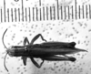 CollectionObject 1529630; 8a0155c0-f872-4304-bbd4-5c510075b61d: Image Carbonell, C.S. male, dorsal view (syntype). (CollectionObject).