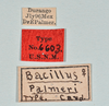 CollectionObject 1560703; c3652772-d7b3-48ad-bc1e-1583e73241a2: copyright USNM, Washington. female, data labels (holotype). (CollectionObject).