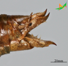 CollectionObject 2274541; Unioeste Cascavel K-1265, 443cc570-b244-4635-a940-75455d1fc545: Female, terminalia in lateral view. (CollectionObject).
