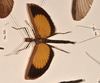 CollectionObject 1562151; 839707dd-c54e-4102-8fea-df0ef587d043: copyright UMO. female (holotype). (CollectionObject).