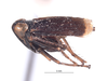 Habitus, lateral view on Brevolidia aequalis Nielson, 1982: (Observation).