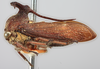 Habitus, lateral view on Elaphiceps javanensis Funkhouser, 1937: (Observation).