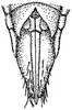Ovipositor: !! display not done !! on Chlorotettix iridescens DeLong, 1916: female pygofer, ventrally. (Observation).