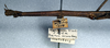 CollectionObject 1561788; NMW 352, 723ae582-b0b2-4b64-a607-1ebe1f1854c6: copyright NMW, Vienna. female: head and thorax, lateral view (holotype). (CollectionObject).