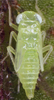 Habitus, lateral view: Nymph (N5). (Observation).