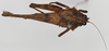 CollectionObject 1516355; aa23c2ab-cd99-45fa-9ccc-d1a04c291720: female, dorsal view (syntype). (CollectionObject).;CollectionObject 1516356; a109a0e3-7bc9-4ac0-8ef8-57dc8cb543c1: female, dorsal view (syntype). (CollectionObject).