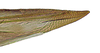 First valvula of ovipositor on Pseudocostanana flavina (DeLong & Freytag, 1972): Female specimen [DZUP]: apical portion of first valvula, lateral view. (Observation).