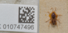 CollectionObject 1597148; 25880eef-6722-4c7c-97cb-5d4d14cbe172: Aphanus indicus. Lectotype- dorsal habitus. (BMNH) - (CC BY-NC 4.0) Photo by Stuart Cole, reproduced with permission from the Natural History Museum, London, UK. (CollectionObject).