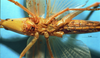 CollectionObject 1516838; 5316656a-e5d3-4b3d-8b5f-8be273231ef4: female, ventral view (holotype). (CollectionObject).