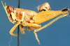 Bunkeya congoensis Bolívar, 1914: male, lateral view. (Otu).