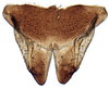 Subgenital plate, ventral view on Anoterostemma ivanoffi (Lethierry, 1876): Anoterostemma ivanhoffi, subgenital plates, ventrally (INHS). (Observation).