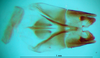 CollectionObject 1502124; c13cdf7c-ffb2-4207-b8e4-7a0acc0084f1: phallus, ventral view. (CollectionObject).