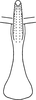Aedeagus, ventral view: Aedeagus (holotype), ventral view. (Observation).