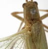CollectionObject 1529787; caa7a3f8-9a88-4cc6-bdc6-1afd0b17cffd: male, stridulatory area (holotype). (CollectionObject).