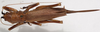 CollectionObject 1498547; 2847d3c6-b823-4a1d-826e-5efa7ee72d64: female, dorsal view. (CollectionObject).