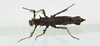 CollectionObject 1563903; 5255e8b9-26ec-42c1-9cb9-9384b7fa318d: Copyright Instituto de Ciencias Naturales (ICN). female, dorsal view (holotype). (CollectionObject).