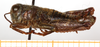 CollectionObject 1499459; 0f14abdc-2621-42d6-8970-9c631437b23c: male, lateral view (holotype). (CollectionObject).